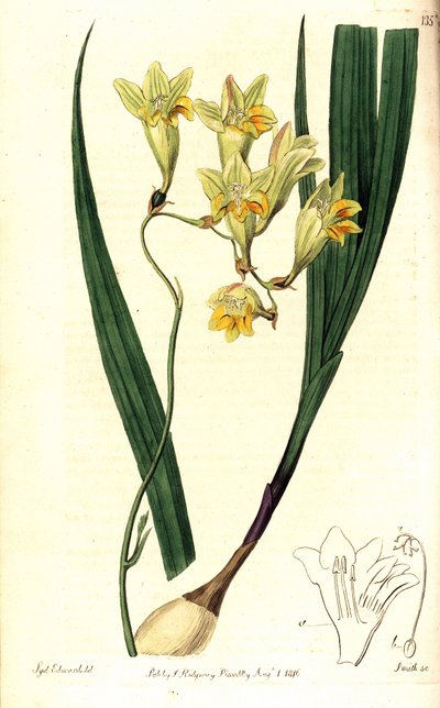 Freesia refracta (Reflex tritonia, Tritonia refracta) door Sydenham Teast Edwards