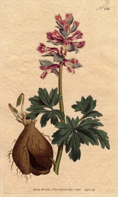 Holwortel, met poederachtige paarse bloemen, inheems in Duitsland - uit een botanische illustratie door Sydenham Edwards door Sydenham Teast Edwards