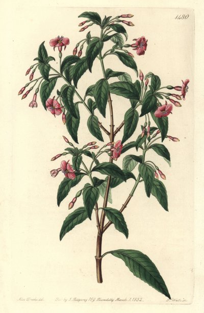Fuchsia bacillaris door Sydenham Teast Edwards