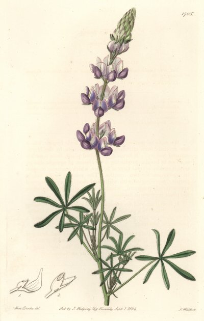 Tuin Lupine, oorspronkelijk uit Californië - S. Watts Sterk Water uit een illustratie van Sarah Anne Drake (1803-1857), uit het Botanical Register door Sydenham Teast Edwards