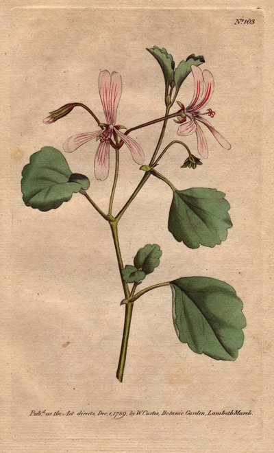 Geranium heeft zuringblad, met roze geaderde bloemen, afkomstig uit Zuid-Afrika. Zuringkraanvogel met roze geaderde bloemen. Een inheemse van de Kaap, Zuid-Afrika. Pelargonium acetosum. Handgekleurde kopergravure naar een botanische illustratie van Sydenha door Sydenham Teast Edwards