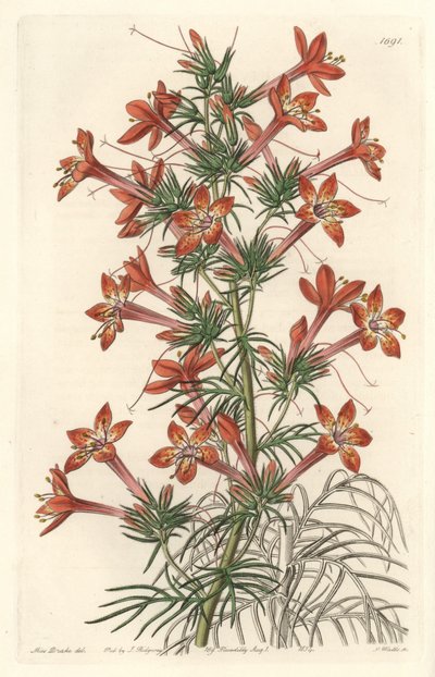 Gilie een coronope blad of Ipomopside elegante door Sydenham Teast Edwards