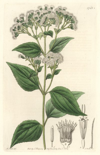Glandulaire eupatorium, afkomstig uit Mexico - Sterk water door S. Watts naar een illustratie van M. Mart, uit het Botanical Register door Sydenham Teast Edwards