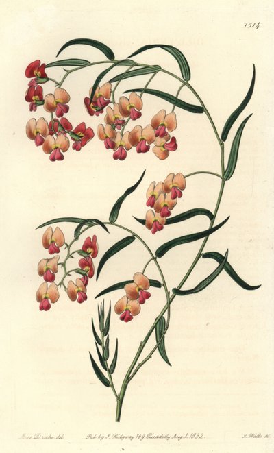 Dillwynia glycinifolia door Sydenham Teast Edwards