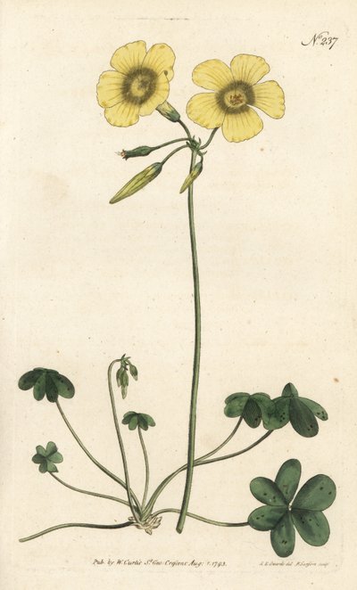Geitenvoet - Geitenvoet zuring, Oxalis caprina. Handgekleurde kopergravure door Sansom naar een illustratie door Sydenham Edwards uit William Curtis