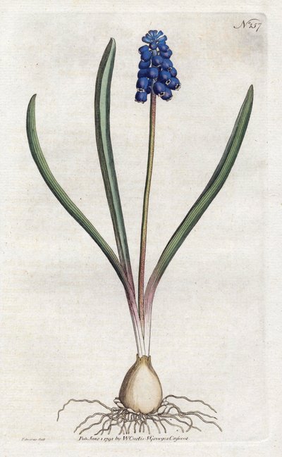 Blauwe druifjes - uit het Botanical Magazine van William Curtis (1746-1799) door Sydenham Teast Edwards