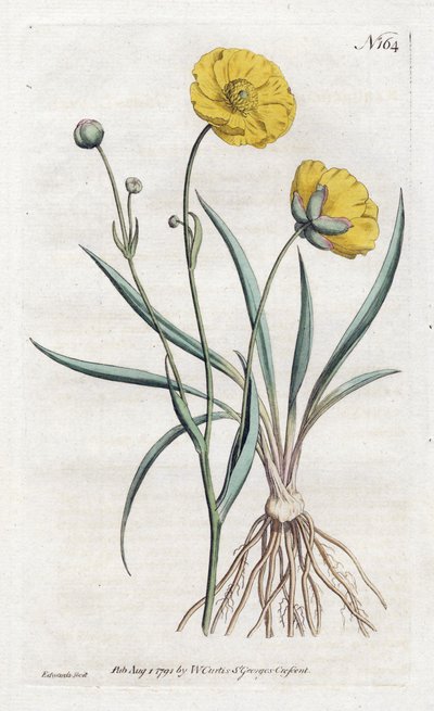 Grasbladige boterbloem, uit William Curtis