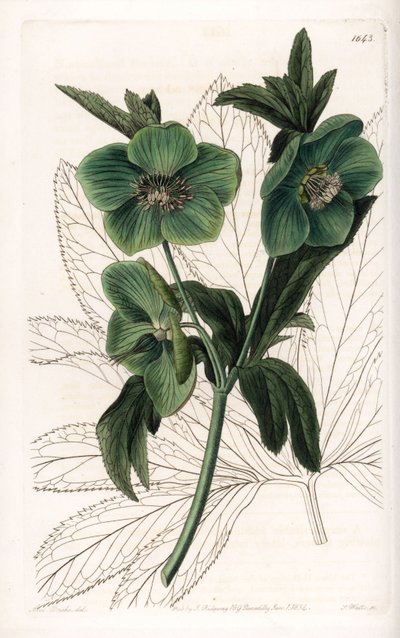 Groene Bloem Helleborus Variete - Gegraveerd door S.Watts, naar een illustratie van Sarah Anne Drake (1803-1857), uit het Botanical Register van Sydenham Edwards (1768-1819), Engeland door Sydenham Teast Edwards