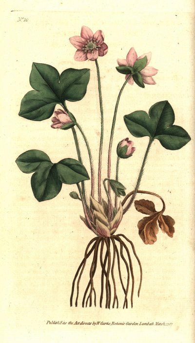 Leverbloem, edele of drielobbige leverbloem anemoon - uit William Curtis