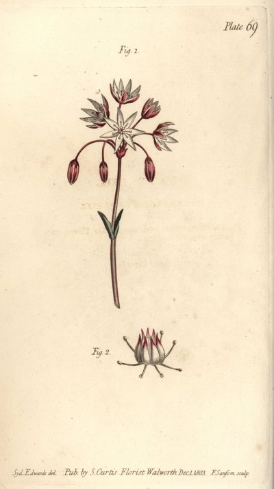 Hermafrodiete bloem met zeven stampers, Heptagynia, Septas capensis. Handgekleurde kopergravure door F. Sansom van een botanische illustratie door Sydenham Edwards voor William Curtis