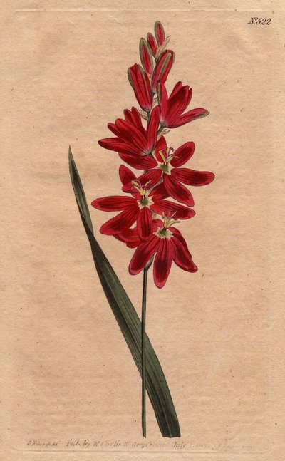 Ixia crimson of stalen bloem, donkere scharlaken kleur. Crimson ixia of spreidbloemige ixia met diep scharlaken bloemen. Ixia patens. Handgekleurde kopergravure uit een botanische illustratie door Sydenham Edwards uit William Curtis