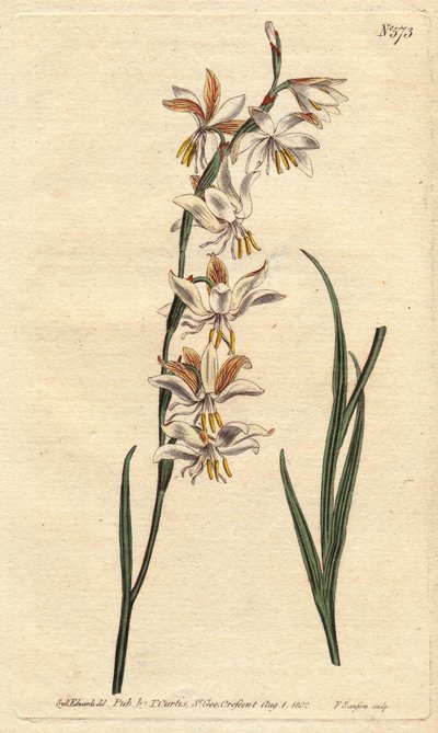 Ixia radiata door Sydenham Teast Edwards