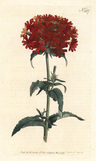 Jeruzalemkruis - Brandende liefde, Silene chalcedonica (Scharlaken lychnis, Lychnis chalcedonica). Handgekleurde kopergravure door Sansom naar een illustratie door Sydenham Edwards uit William Curtis