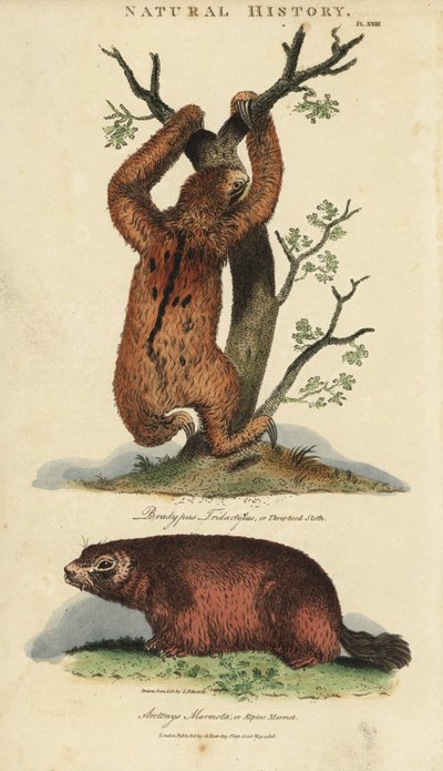 Lui tridactyl of ai en marmot - Drievingerige luiaard, Bradypus tridactylus, en Alpenmarmot, Marmota marmota (Arctonys marmota) door Sydenham Teast Edwards