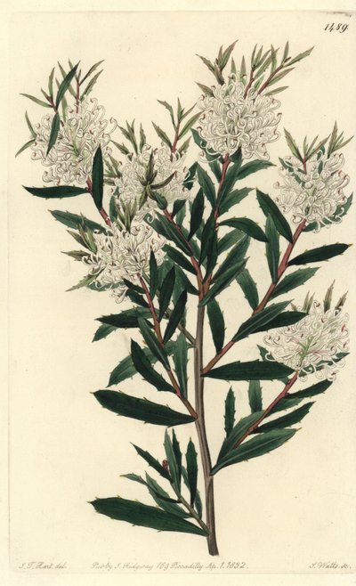 Hakea linearis door Sydenham Teast Edwards