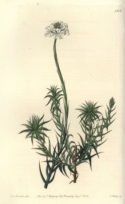 Langbladige sphenotoma, uit het Botanical Register door Sydenham Teast Edwards