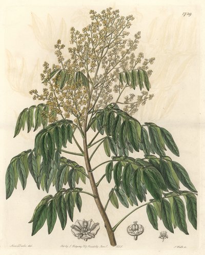 Longanier, oorspronkelijk uit China - S. Watts sterke water uit een illustratie van Sarah Anne Drake (1803-1857), uit het Botanical Register door Sydenham Teast Edwards