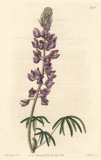 Lupine met smalle bladeren door Sydenham Teast Edwards