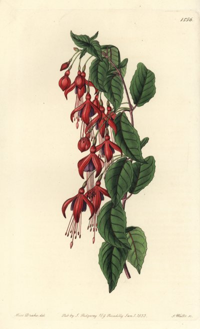 Magelhaenfuchsia - Kolibriefuchsia, Fuchsia magellanica door Sydenham Teast Edwards