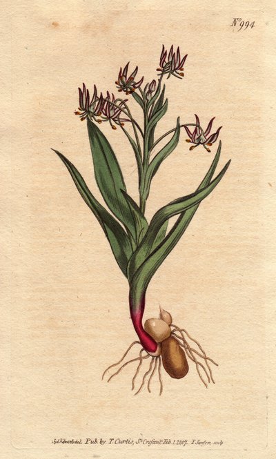 Melanthium vertakt, met veel kleine bloemen lila, bol en wortels. Vertakt melanthium, met veel kleine lila bloemen, en bollen en wortelstructuur. Ornithoglossum viride (Melanthium viride) door Sydenham Teast Edwards
