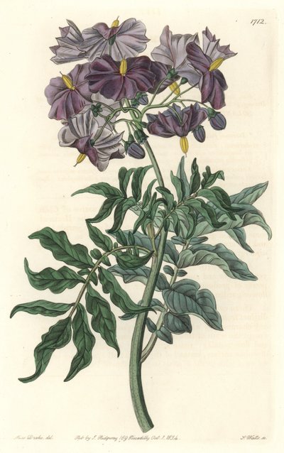 Solanum, inheems in Chili door Sydenham Teast Edwards