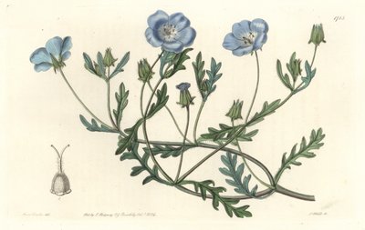 Namophile maculee, oorspronkelijk uit Californië - Sterk water door S. Watts naar een illustratie van Sarah Anne Drake (1803-1857), uit het Botanical Register door Sydenham Teast Edwards
