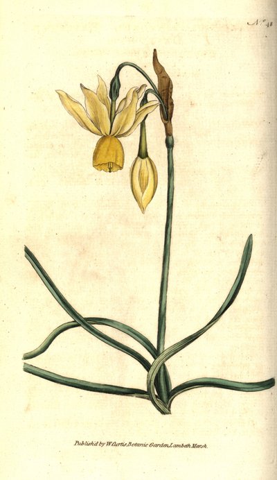 Narcis door Sydenham Teast Edwards