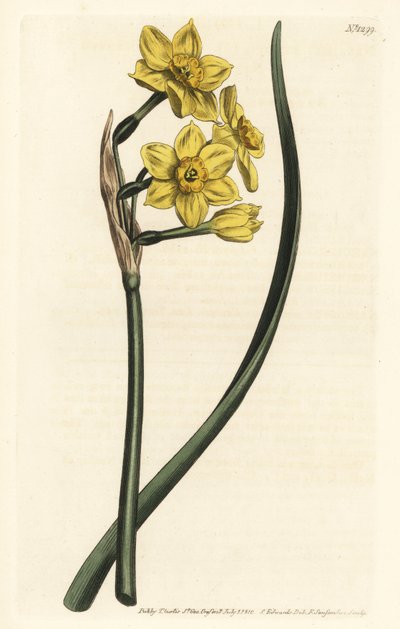 Narcis een boeket - Trosbloemige narcis, Narcissus tazetta subsp. aureus (Narcis-geurende narcis, Narcissus bifrons) door Sydenham Teast Edwards