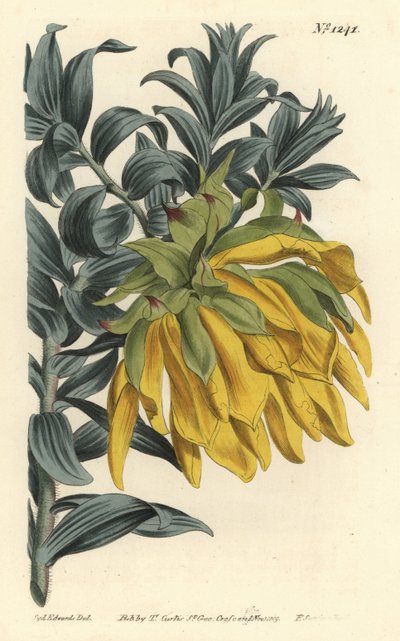 Oranje knikkende kop of bergdahlia, Liparia splendens (Ruscusbladige liparia, Liparia sphaerica) - uit William Curtis