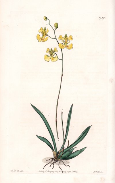 Tolumnia guianensis door Sydenham Teast Edwards