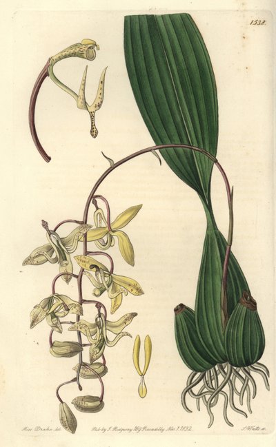 Orchidee variëteit Cirrhaea - Loddiges