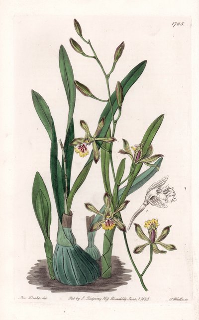 Orchidee: epidendre grele - Gegraveerde plaat door S. Watts, naar een illustratie van Sarah Anne Drake (1803-1857), uit het Botanical Register van Sydenham Edwards (1768-1819), Engeland door Sydenham Teast Edwards