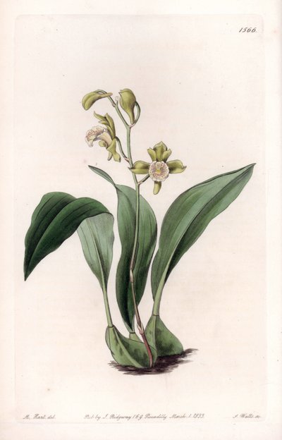 Orchidee: maxillaire in trossen door Sydenham Teast Edwards