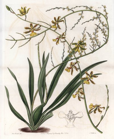 Orchidee: oncidium variëteit, West-Indische epifyt door Sydenham Teast Edwards