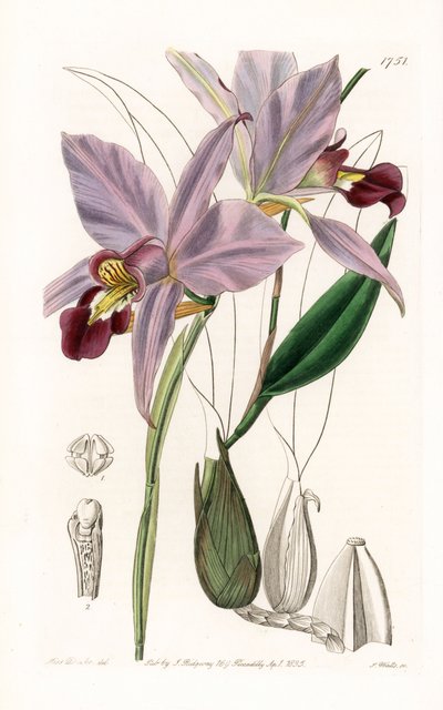 Laelia door Sydenham Teast Edwards