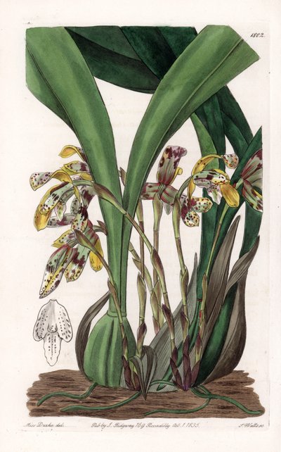 Orchidee: variëteit van maxillaria, inheems in Zuid-Amerika door Sydenham Teast Edwards