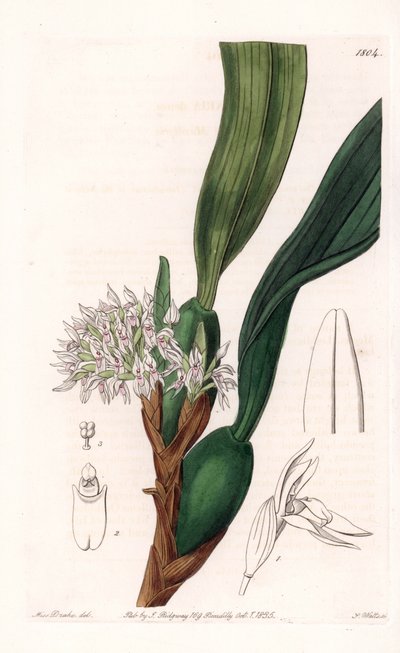 Maxillaria door Sydenham Teast Edwards