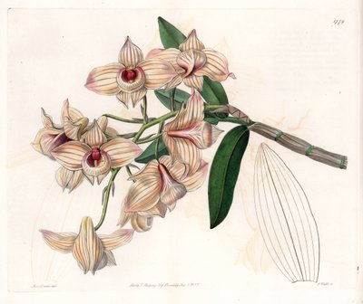 Orchidee: variëteit van Dendrobium door Sydenham Teast Edwards