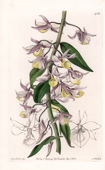 Orchidee: variëteit van Dendrobium, afkomstig uit Azië - Plaat gegraveerd door S. Watts, naar een illustratie van Sarah Anne Drake (1803-1857), uit het Botanical Register van Sydenham Edwards (1768-1819), Engeland door Sydenham Teast Edwards