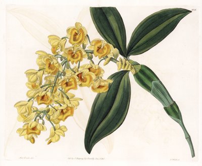 Dendrobium door Sydenham Teast Edwards