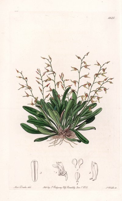 Orchidee: variëteit van epidendre door Sydenham Teast Edwards
