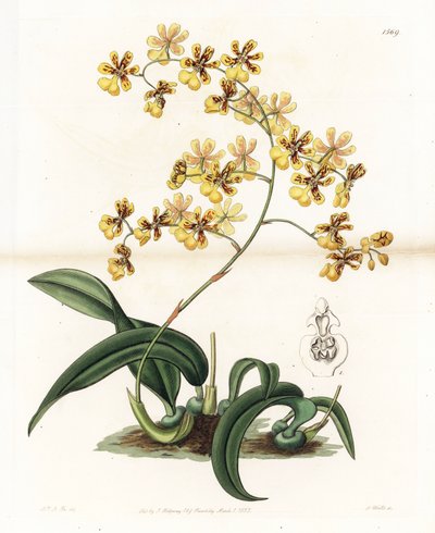 Orchidee: variëteit van epifytische oncidium uit Brazilië - Plaat gegraveerd door S. Watts, naar een illustratie van Sarah Anne Drake (1803-1857), uit het Botanical Register van Sydenham Edwards (1768-1819), Engeland door Sydenham Teast Edwards