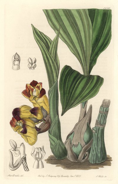 Orchidee Acanthephippium bicolor, oorspronkelijk uit Sri Lanka - Water door S. Watts naar een illustratie van Sarah Anne Drake (1803-1857), uit het Botanical Register door Sydenham Teast Edwards