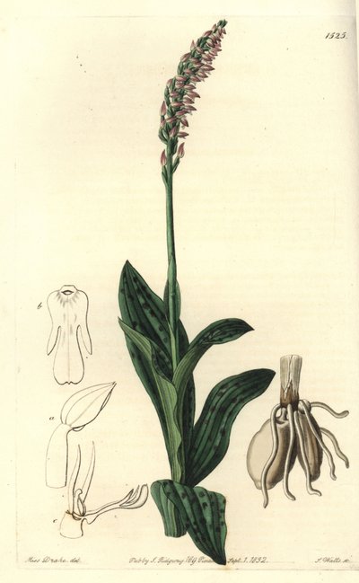 Orchidee neotine - Dichtbloemige orchidee, Neotinea maculata (One-sized aceras, Aceras secundiflora) door Sydenham Teast Edwards