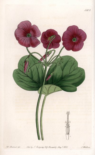 Oxalis de Bowie door Sydenham Teast Edwards
