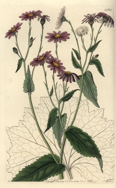 Pericallis tussilaginis (Hoefbladbladige kruiskruid, Senecio tussilaginis) door Sydenham Teast Edwards