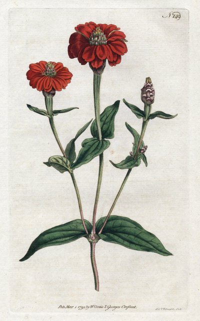 Peruaanse zinnia of bresine - uit het Botanical Magazine van William Curtis (1746-1799) door Sydenham Teast Edwards