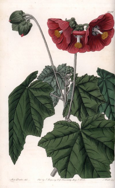 Phymosia variëteit, rode bloemen, inheems in Mexico - Gegraveerd door S. Watts, uit een illustratie van Sarah Anne Drake, uit het Botanical Register van Sydenham Edwards, Engeland door Sydenham Teast Edwards