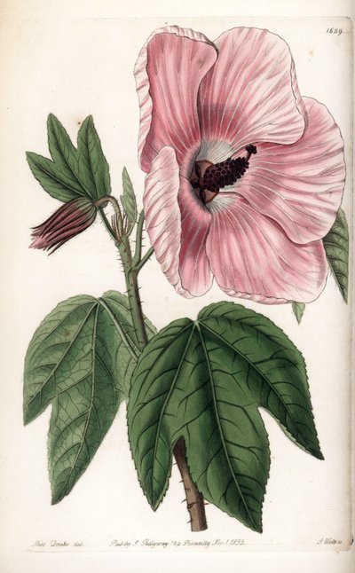 Roze hibiscus door Sydenham Teast Edwards