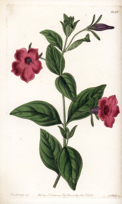 Paarse bloem petunia - Plaat gegraveerd door S.Watts, naar een illustratie van Sarah Anne Drake (1803-1857), uit het Botanical Register van Sydenham Edwards (1768-1819), Engeland door Sydenham Teast Edwards
